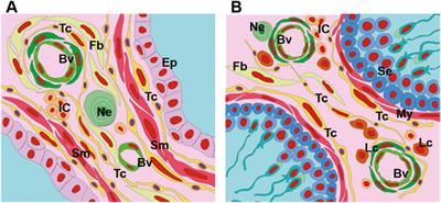 Telocytes of the male reproductive system: dynamic tissue organizers